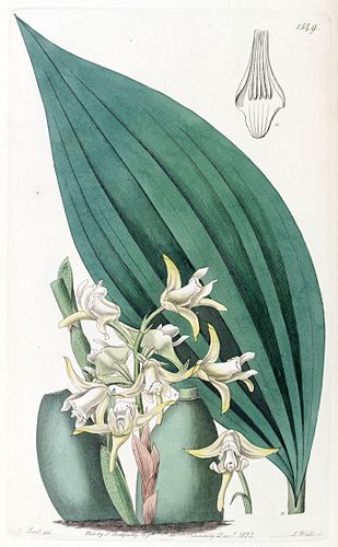 Maxillaria palmifolia